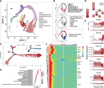 Single-cell RNA sequencing reveals in vivo osteoimmunology interactions between the immune and skeletal systems